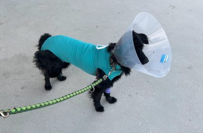 Ein schwarzer Hund in einem Body. Auf dem Kopf trägt er einen trichterförmigen Schutzkragen.