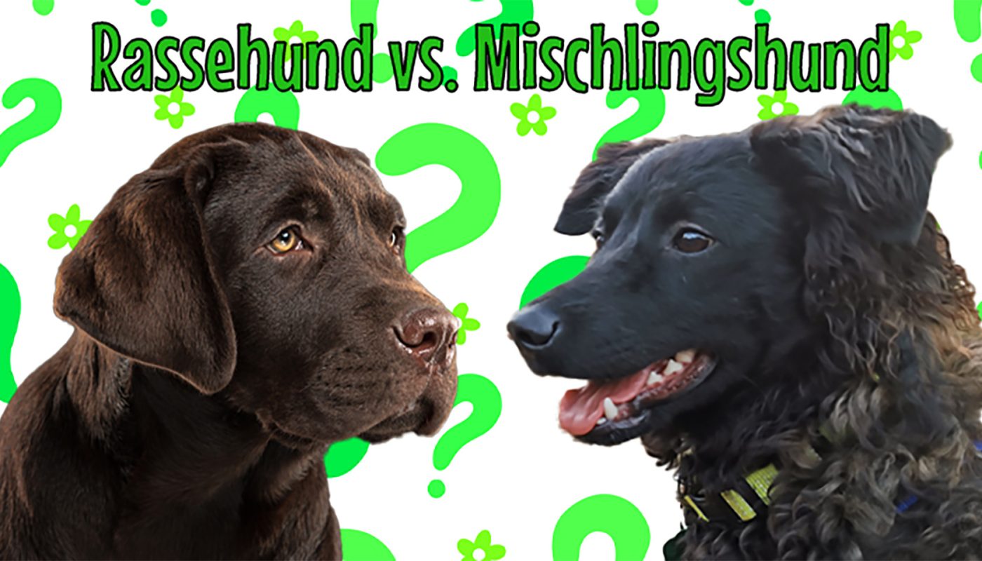 Beitragsbild zum Beitrag mit dem Titel "Anfälliger für Krankheiten: Rassehund vs. Mischlingshund". Es zeigt zwei zueinander schauende Hunde auf grünem Hintergrund mit einem Muster aus grünen Fragezeichen. Der Hund links ist ein dunkelbrauner Labrador-Welpe, der Hund links ist ein nicht weiter definierbarer schwarzer Mischlingshund.