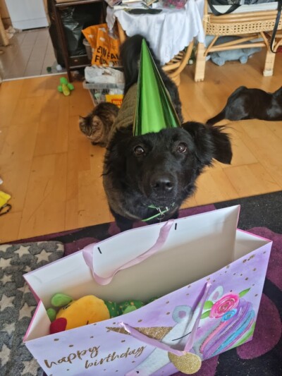 Kiwi und ihre Geschenke Ein schwarzer mittelgroßer Hund mit Partyhut am Kopf schaut in die Kamera. Der Hund steht vor einer großen Geschenktüte aus Papier. In der Tüte befinden sich Plüschtiere.