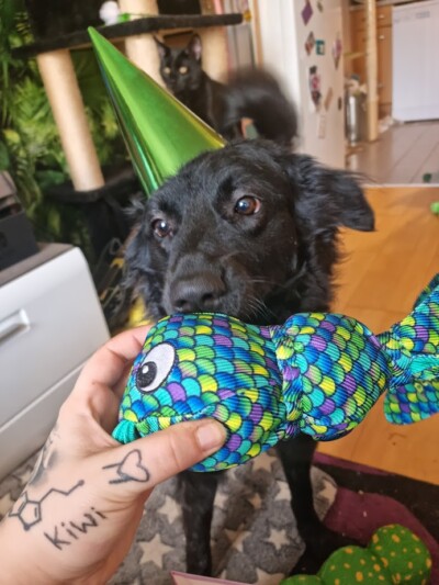 Kiwi und ihr Lieblings-Geschenk Foto eines Hundes. Der Hund trägt einen spitzen Partyhut auf dem Kopf und schnuppert an einem Hundespielzeug, das wie ein Fisch aussieht und ein Muster aus Schuppen hat, das von einer tätowierten Hand ins Bild gehalten wird.